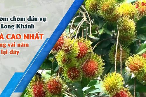 Chôm chôm đầu vụ tại Long Khánh giá cao nhất trong vài năm trở lại đây