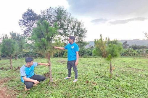 Tuổi trẻ Gia Lai tích cực trồng cây bảo vệ môi trường