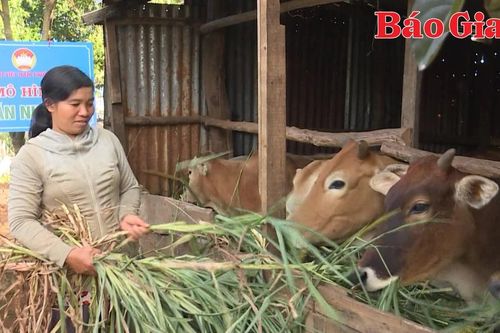 Hội LHPN phường Chi Lăng lan tỏa mô hình 'Đàn bò sinh sản'