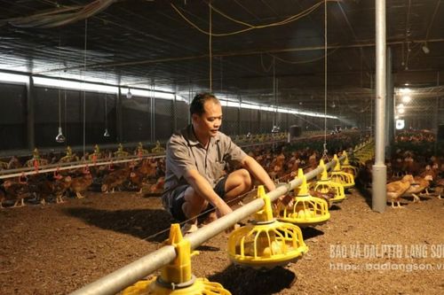 Bắc Sơn: Đa dạng hướng chăn nuôi