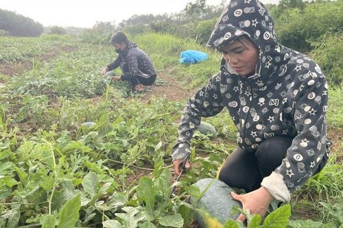 Lộc Bình: Nỗi buồn dưa hấu