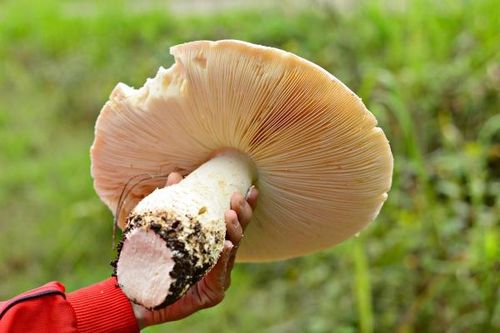 Nguy cơ ngộ độc rất cao khi ăn các loại nấm rừng