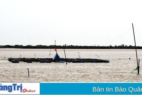 Thị trấn Cửa Việt: Hàng tấn cá nuôi chết, người dân thiệt hại nặng