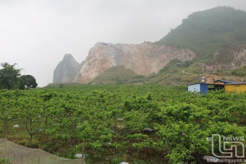 Phát triển vùng chuyên canh cây ăn quả ở Đồng Hỷ