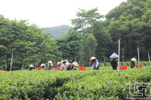 Đồng Hỷ: Giá trị sản phẩm trồng trọt vượt 6,4% mục tiêu Nghị quyết
