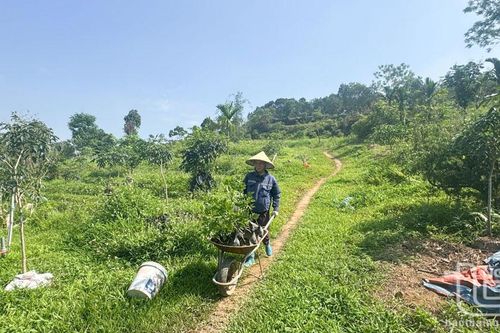 Diện tích trồng rừng mới đạt trên 78% kế hoạch năm