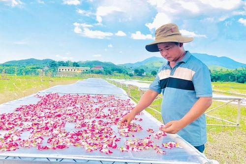 Sâm Bố Chính nở hoa trên đất cằn
