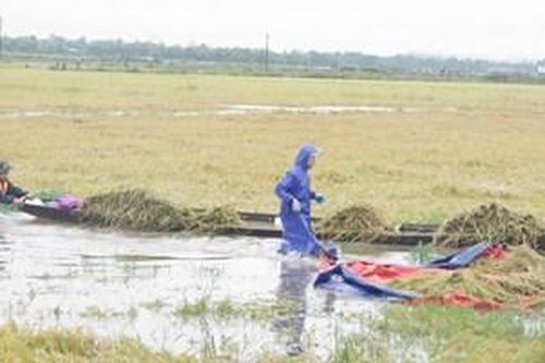 200 cán bộ chiến sĩ giúp dân gặt gần 90 ha lúa bị ngập