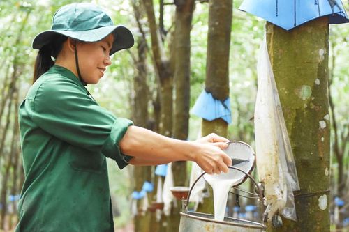 Cao su được giá, loạt doanh nghiệp bứt phá ngay từ đầu năm