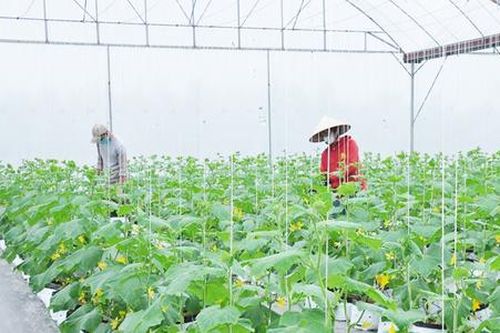 Nông dân Hưng Yên giàu nhanh nhờ đưa khoa học công nghệ và sở hữu trí tuệ vào đồng ruộng