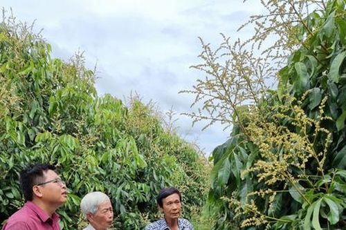 Thới Lai 'thay da đổi thịt' từ những cánh đồng hợp tác