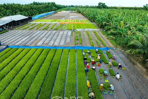 Ươm giống trồng rừng