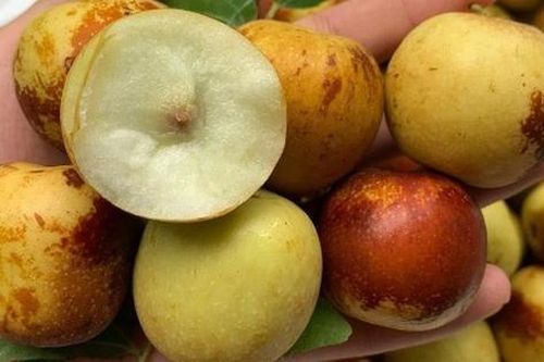 Hồng táo tươi đầu mùa giá gần nửa triệu đồng 1 hộp vẫn đắt khách