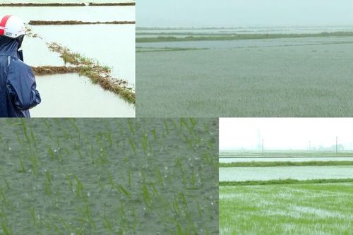 Miền Trung chủ động ứng phó tiêu úng, cứu lúa sau mưa lớn trái mùa