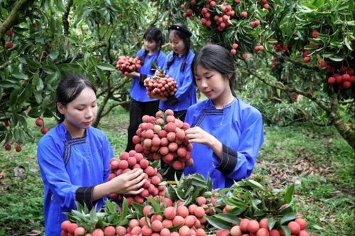 Hành trình qua những đồi vải đỏ