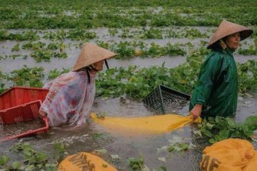 Hàng ngàn héc-ta lúa, hoa màu bị thiệt hại do mưa lũ