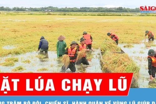 Quân đội hành quân về vùng lũ giúp dân gặt lúa