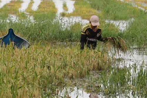 Cà Mau: Khẩn trương tiêu úng, cứu gần 2.000ha lúa bị ngập