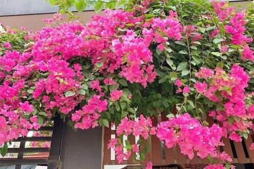 4 vị trí trồng hoa giấy trong nhà giúp lộc vào 'như nước lũ'