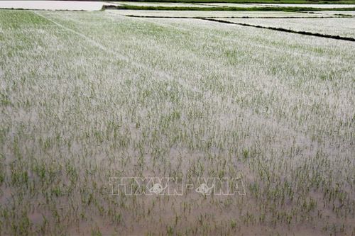 Quảng Bình: Tập trung khắc phục sản xuất vụ Hè Thu sau mưa lớn do bão số 1