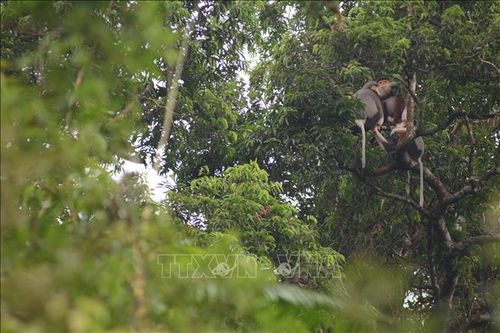 Rừng trong lòng phố - Bài cuối: Lấy tự nhiên làm gốc