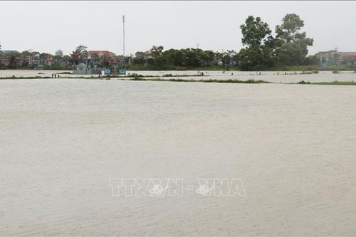 Sản xuất nông nghiệp ở Quảng Trị 'điêu đứng' vì mưa lũ bất thường