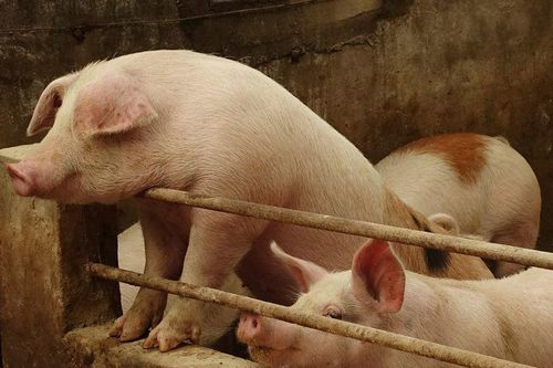 Vì sao Trung Quốc siết chặt hoạt động 'vỗ béo', muốn nuôi heo 'thon gọn'?