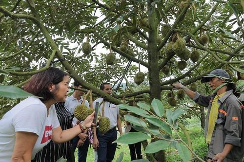 Khảo sát vùng nguyên liệu: Mở đường cho nông sản Đam Rông vươn xa