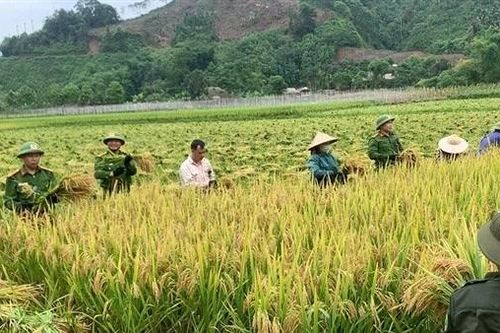 Ấn tượng hình ảnh Công an xã gặt lúa giúp dân trong nắng nóng