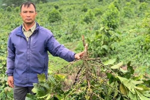 Vườn cà phê 18 ha bị chặt hạ khi đang chờ tòa án giải quyết tranh hợp đồng giao đất