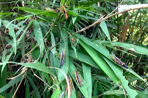 Phú Thọ cảnh báo nạn châu chấu gây hại cây trồng