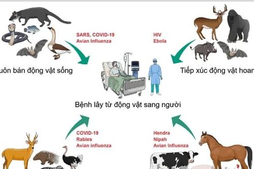 Quy định về chính sách hỗ trợ khắc phục dịch bệnh động vật