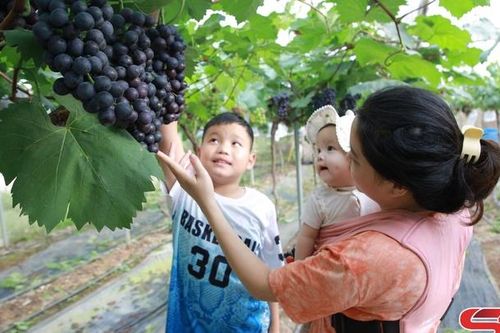 Du lịch trải nghiệm vườn nho ở Mộc Châu