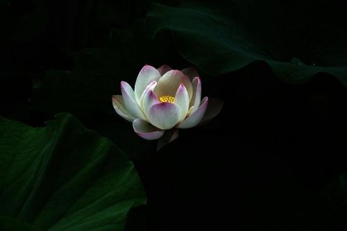 Sống đẹp giữa vô thường