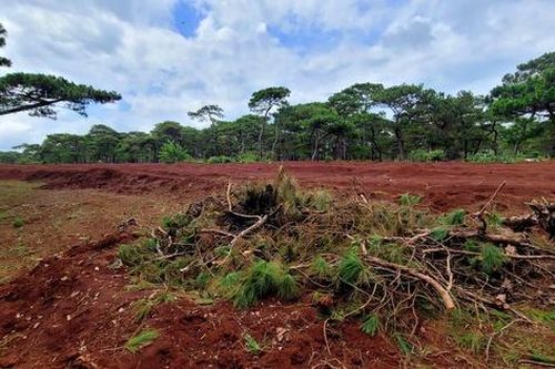 Gia Lai: Phát hiện 11 hố thông cổ thụ bị đào khỏi rừng