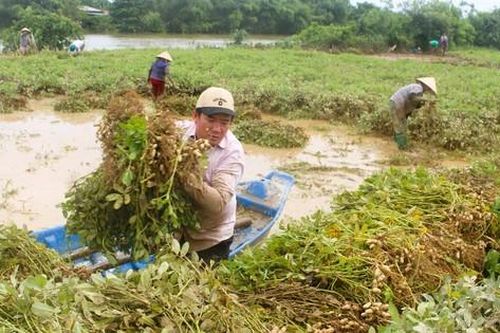 Lũ dữ bất thường gây nhiều thiệt hại, người dân Quảng Trị, Huế nỗ lực khắc phục
