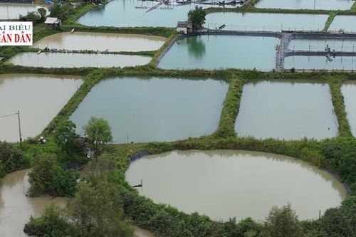 Quảng Trị: Nhiều hộ dân nuôi tôm trắng tay sau lũ