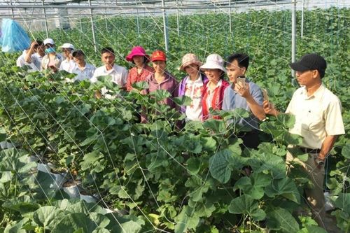 Hải Dương hướng đến sản xuất nông nghiệp an toàn, đa giá trị