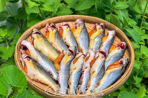 Mùa cá chốt
