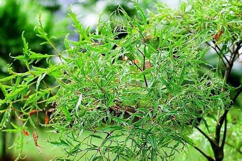 5 vị thuốc phòng và trị rối loạn tiền đình
