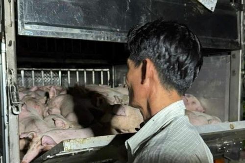 Bạc Liêu: Phát hiện xe chở 120 con heo không có giấy kiểm dịch