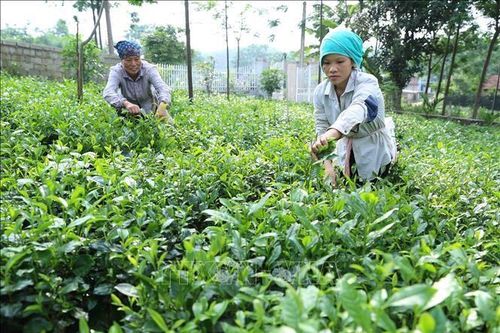 Gắn kết sản xuất với đầu ra ổn định cho sản phẩm nông sản