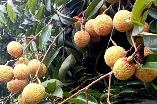 Mùa vải