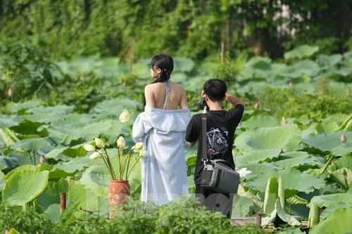 Bất chấp nóng bức, các nàng thơ vẫn nô nức chụp ảnh với sen Hồ Tây