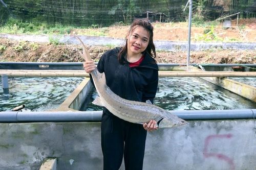 Cô gái Mường thu tiền tỷ nhờ nuôi cá 'quý tộc' trên đỉnh núi