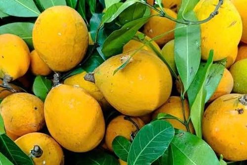 Quả lạ ở An Giang được ví như măng cụt rừng, dầm đường ăn giải nhiệt rất ngon