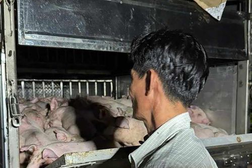 Xe chở 120 con heo không giấy kiểm dịch đưa vào Bạc Liêu tiêu thụ