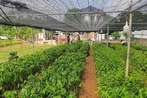 Khởi tố 4 đối tượng buôn lậu cây từ Trung Quốc về Việt Nam