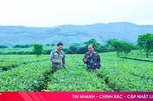 Cấp mã số vùng trồng - 'chìa khóa' chuẩn hóa sản xuất nông sản Hà Tĩnh