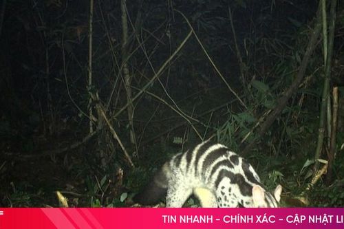 Bẫy ảnh ghi nhận nhiều động vật quý hiếm ở Vườn quốc gia Vũ Quang